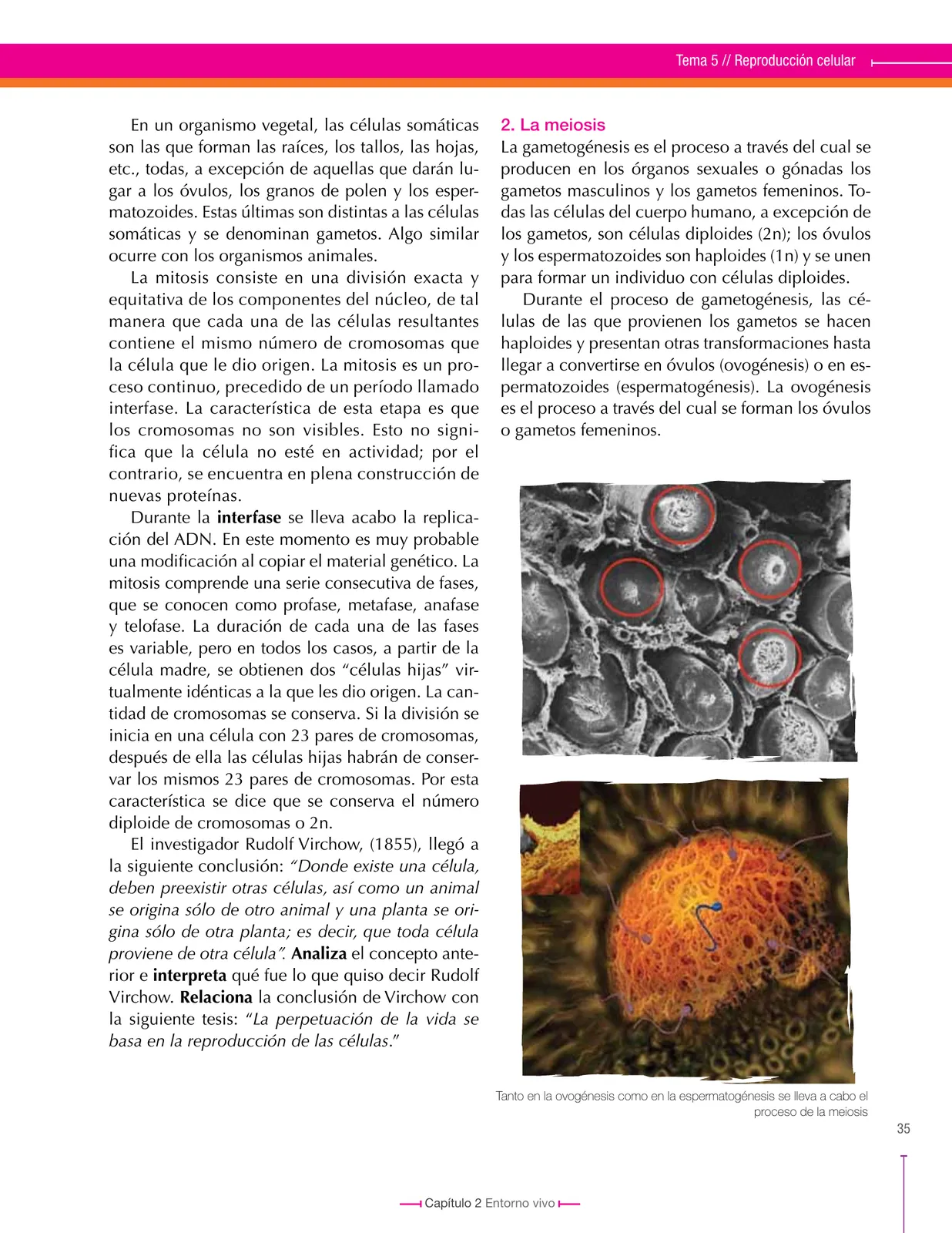 Miniatura página 35 de Ciencias Naturales 8° · Secundaria Activa