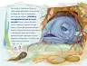 Miniatura página 88 de Múltiples lenguajes.   Libro de Educación Preescolar Grado 2°  Ciclo Escolar 2025 - 2026