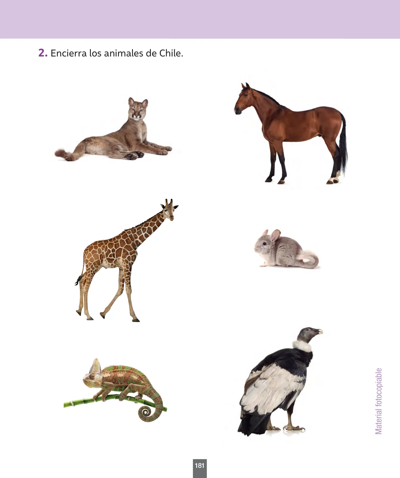 Miniatura página 182 de Ciencias Naturales – Primero Básico | Texto del Estudiante (MINEDUC) – Descargar PDF · 2024