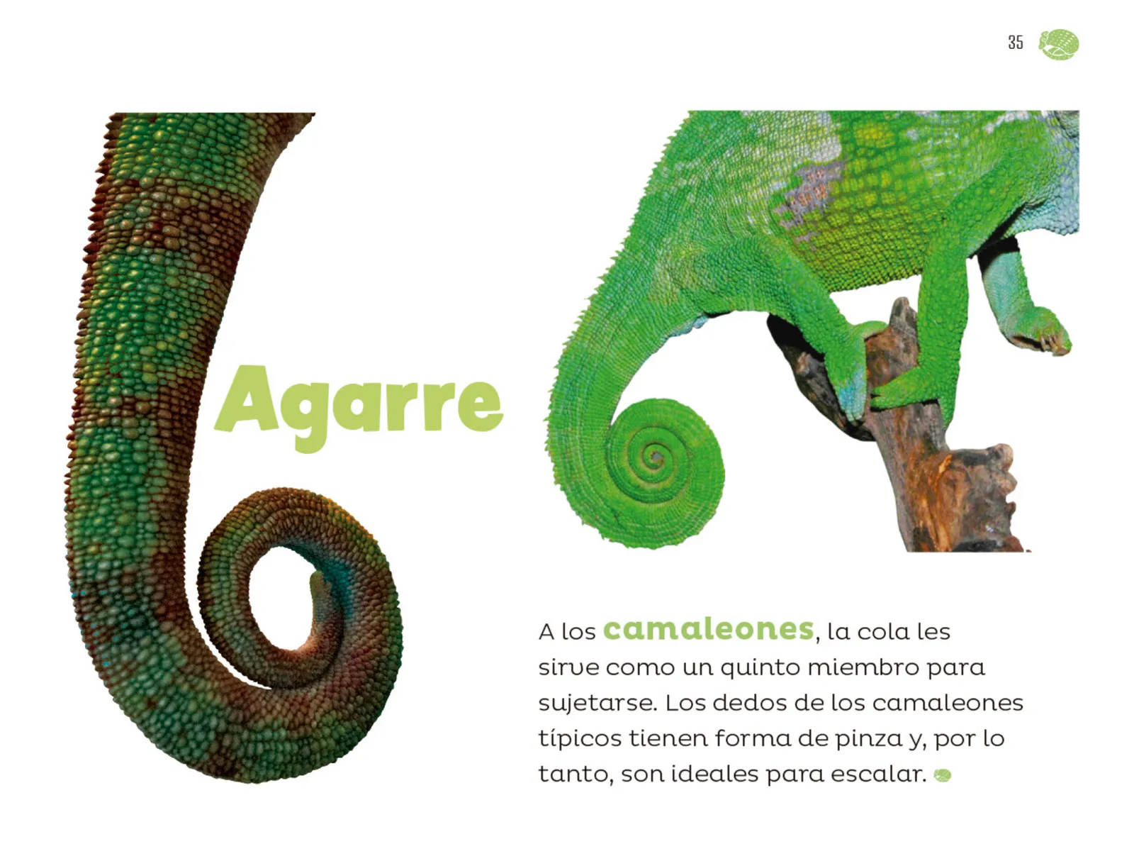 Miniatura página 36 de Múltiples lenguajes.   Libro de Educación Preescolar Grado 1°  Ciclo Escolar 2025 - 2026