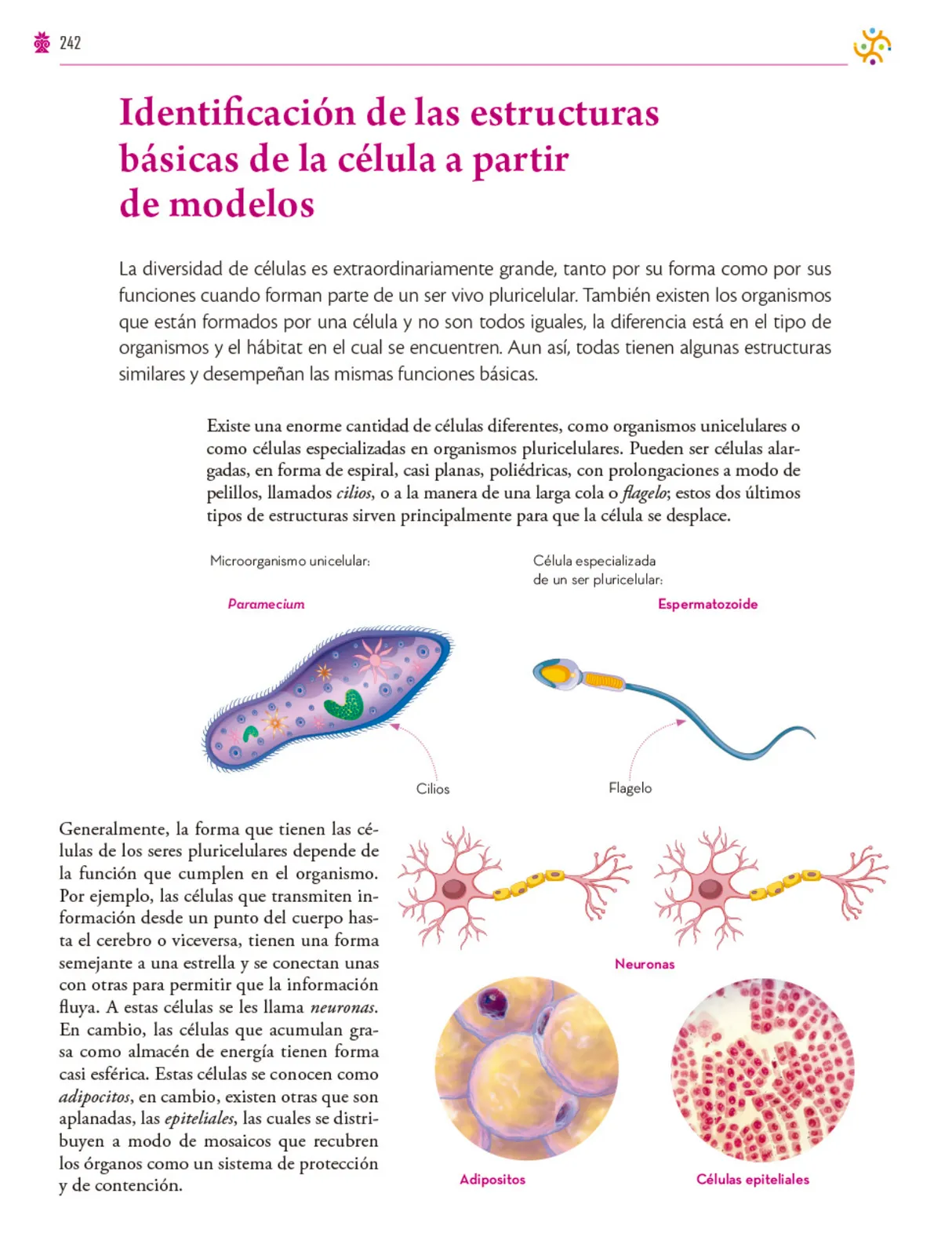 Página 243 de Colección Ximhai. Saberes y pensamiento científico. Libro de Educación Secundaria Grado 1° Ciclo Escolar 2025 - 2026