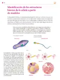 Miniatura página 243 de Colección Ximhai. Saberes y pensamiento científico.   Libro de Educación Secundaria Grado 1°  Ciclo Escolar 2025 - 2026