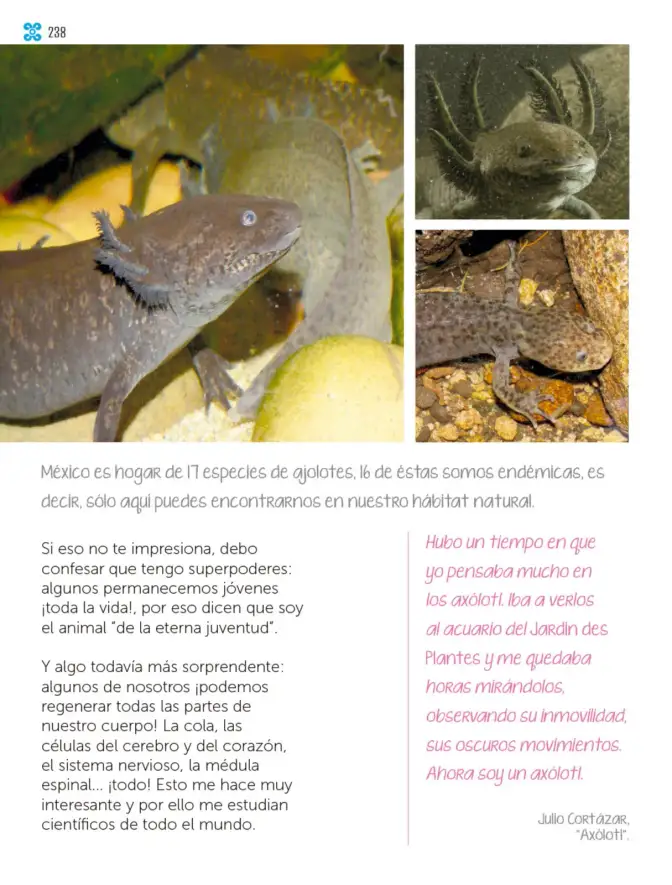 Página 239 de Múltiples lenguajes. Libro de Educación Primaria Grado 1° Ciclo Escolar 2025 - 2026