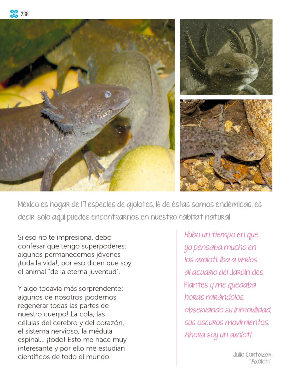 Miniatura página 239 de Múltiples lenguajes.   Libro de Educación Primaria Grado 1°  Ciclo Escolar 2025 - 2026