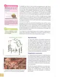 Miniatura página 23 de Ciencias Naturales 8° · Egb 8 Ciencias Naturales 2025 · 2025