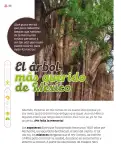 Miniatura página 187 de Múltiples lenguajes.   Libro de Educación Primaria Grado 3°  Ciclo Escolar 2025 - 2026
