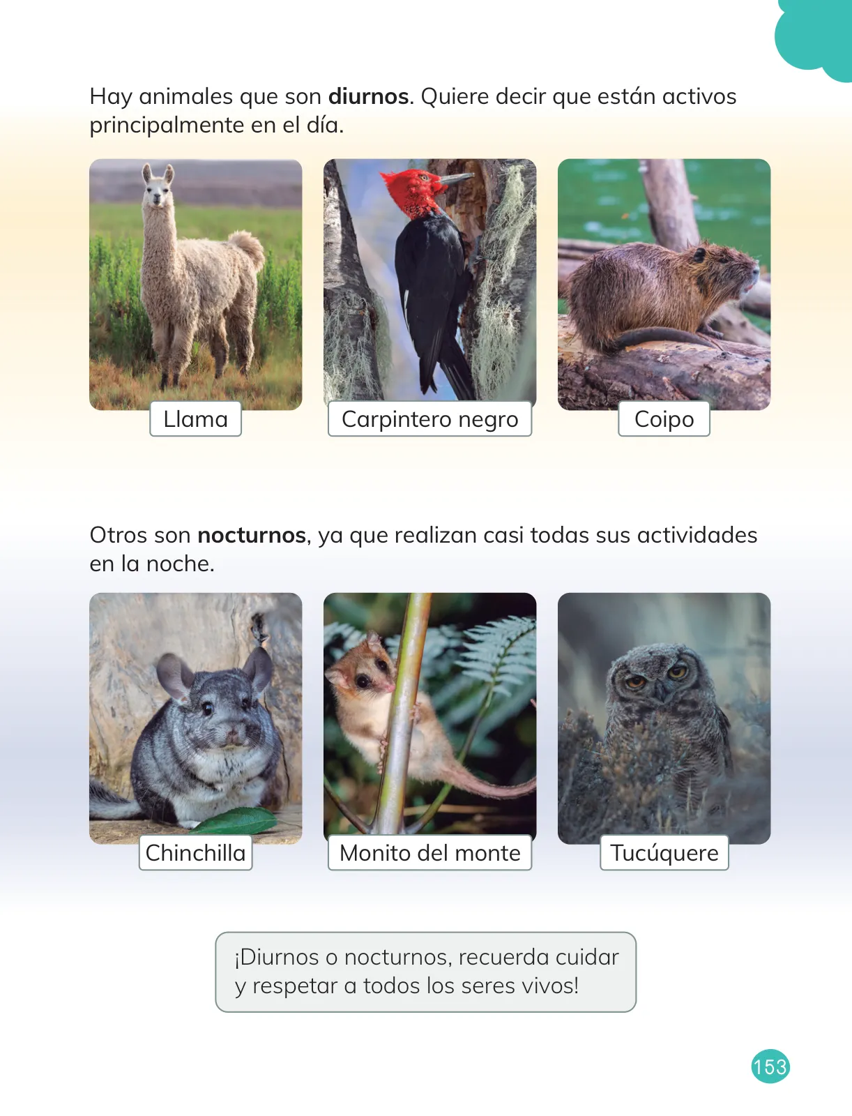 Miniatura página 155 de Ciencias Naturales – Primero Básico | Texto del Estudiante (MINEDUC) – Descargar PDF · 2024