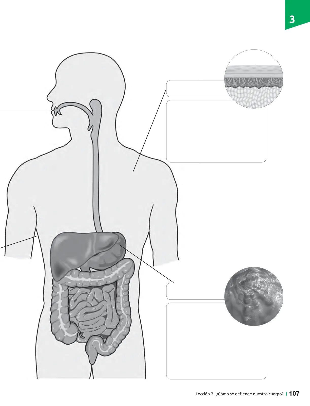 Página 108 de Ciencias Naturales – Séptimo Básico | Texto del Estudiante MINEDUC – Descargar PDF · 2024