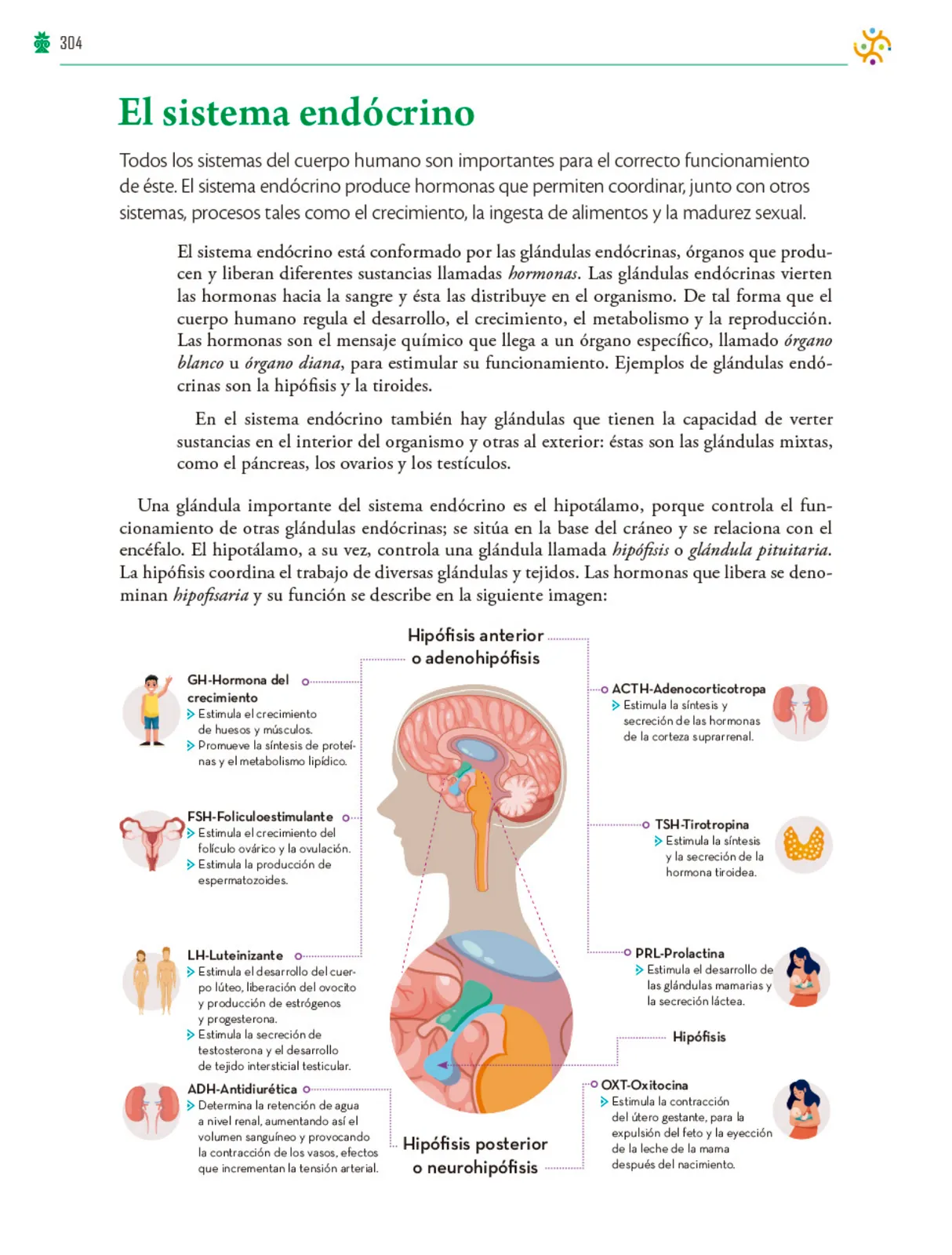 Miniatura página 305 de Colección Ximhai. Saberes y pensamiento científico.   Libro de Educación Telesecundaria Grado 1°  Ciclo Escolar 2025 - 2026