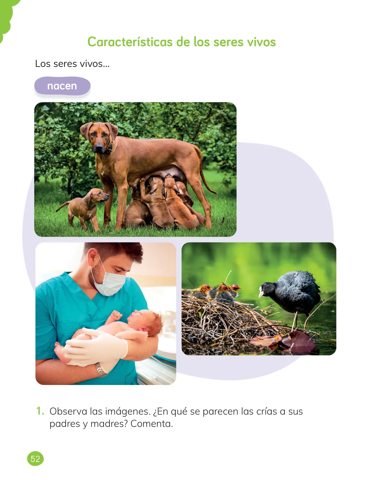 Miniatura página 54 de Ciencias Naturales – Primero Básico | Texto del Estudiante (MINEDUC) – Descargar PDF · 2024