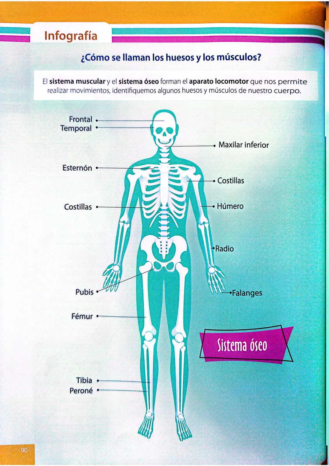 Página 87 de Ciencias Naturales · 4 EGB · 2025