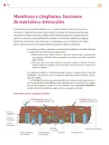 Miniatura página 245 de Colección Ximhai. Saberes y pensamiento científico.   Libro de Educación Secundaria Grado 1°  Ciclo Escolar 2025 - 2026