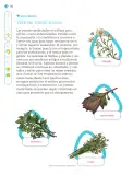 Miniatura página 153 de Nuestros saberes: Libro para alumnos, maestros y familia.   Libro de Educación Primaria Grado 1°  Ciclo Escolar 2025 - 2026
