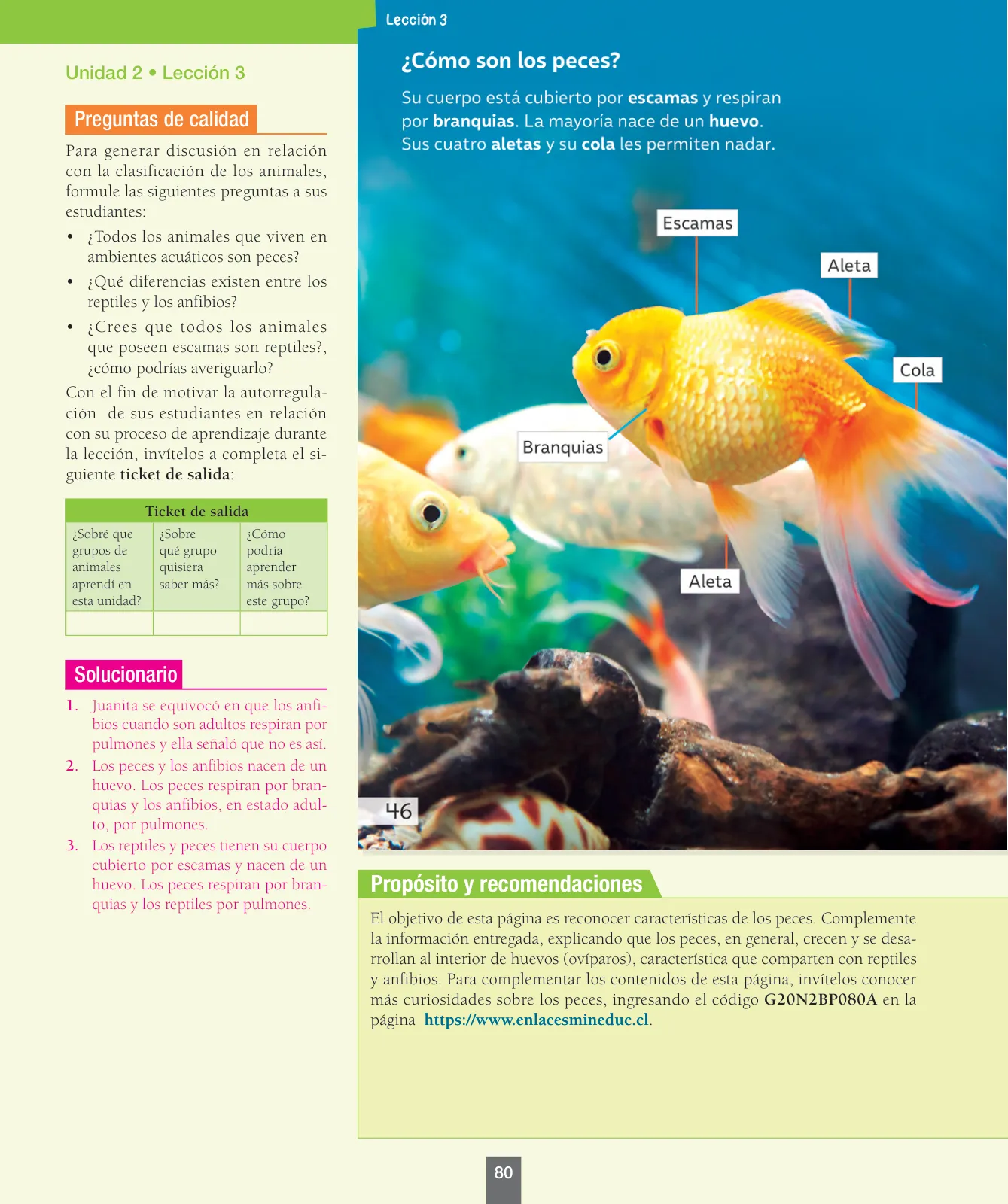 Miniatura página 81 de Ciencias Naturales – Segundo Básico | Texto del Estudiante MINEDUC – Descargar PDF · 2024