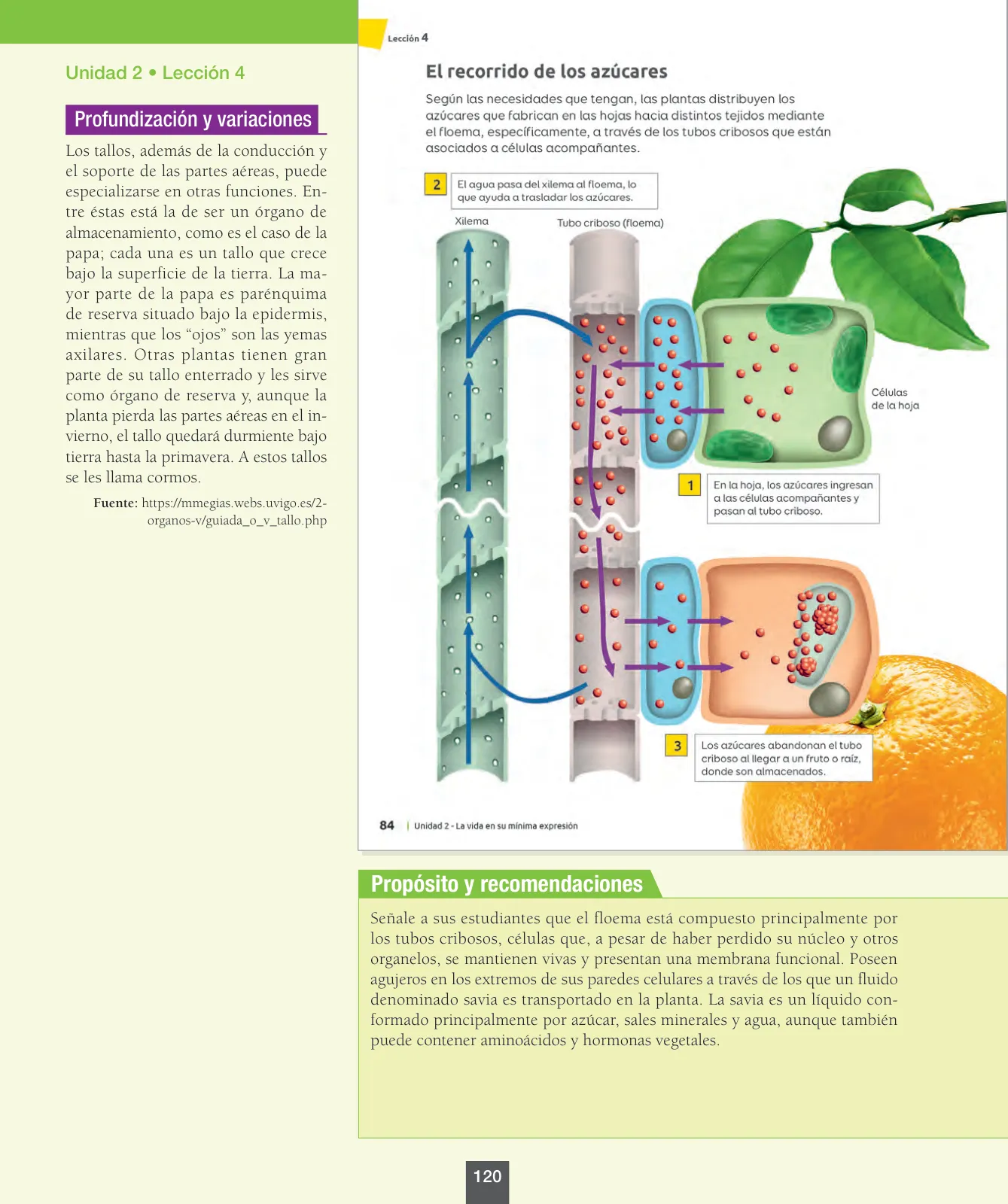 Miniatura página 121 de Ciencias Naturales – Octavo Básico | Texto del Estudiante MINEDUC – Descargar PDF · 2024