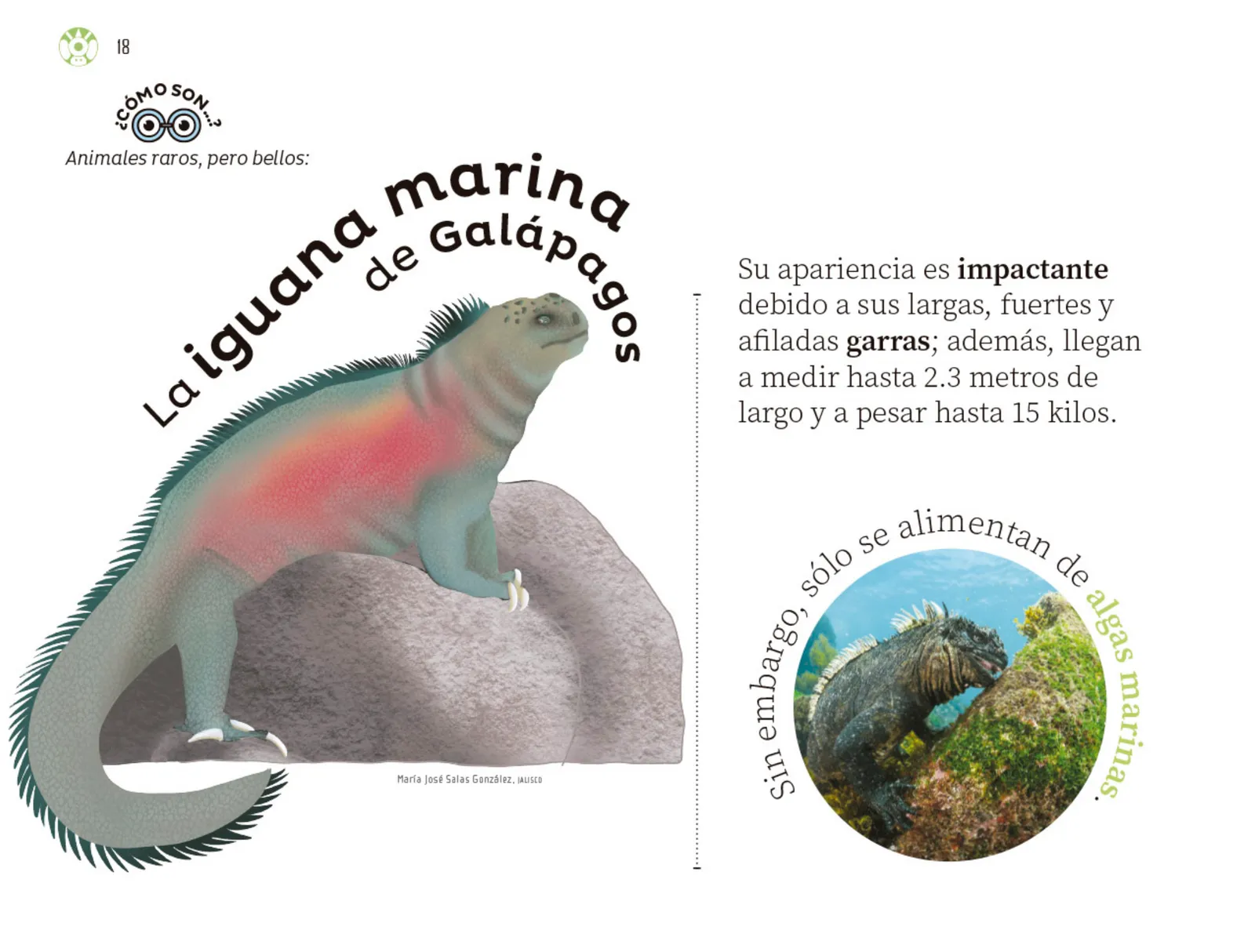 Miniatura página 19 de Múltiples lenguajes.   Libro de Educación Preescolar Grado 3°  Ciclo Escolar 2025 - 2026