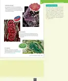 Miniatura página 98 de Ciencias Naturales – Octavo Básico | Texto del Estudiante MINEDUC – Descargar PDF · 2024
