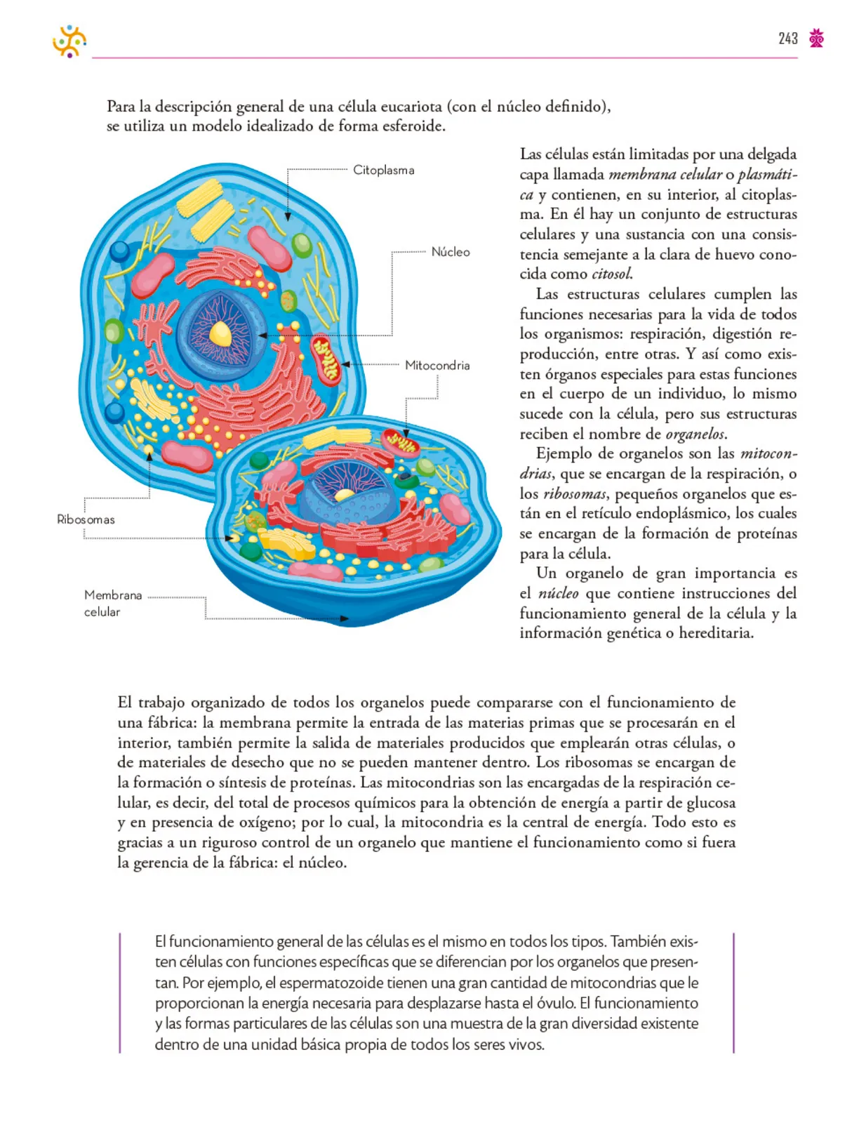 Miniatura página 244 de Colección Ximhai. Saberes y pensamiento científico.   Libro de Educación Secundaria Grado 1°  Ciclo Escolar 2025 - 2026