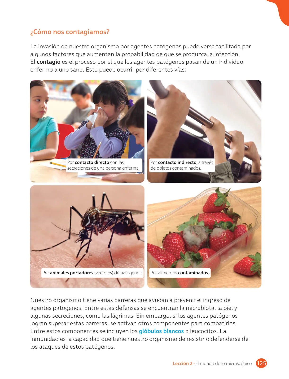 Miniatura página 127 de Libro de Ciencias Naturales – Quinto Básico | Texto del Estudiante MINEDUC – Descargar PDF · 2024