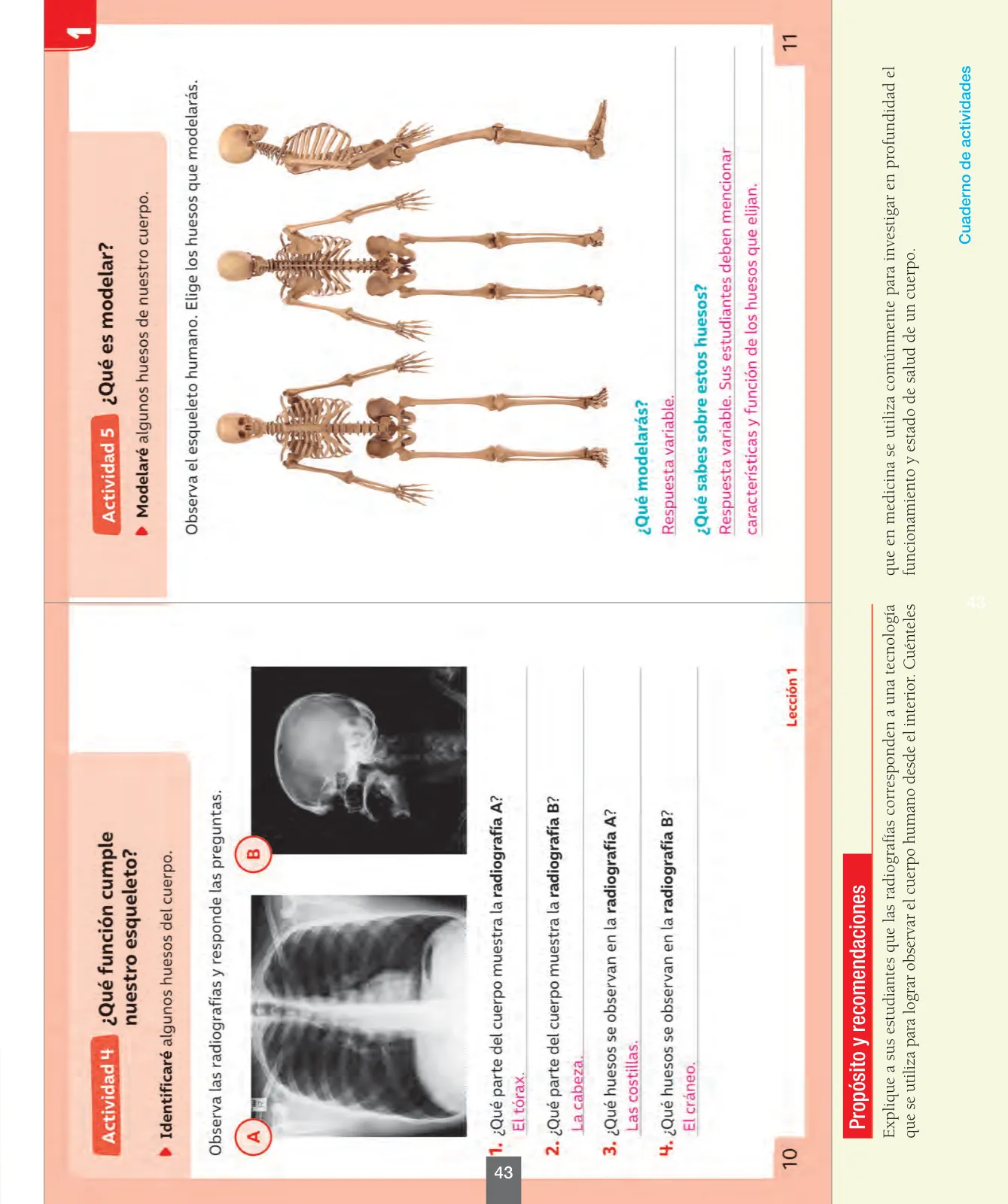 Página 44 de Ciencias Naturales – Segundo Básico | Texto del Estudiante MINEDUC – Descargar PDF · 2024