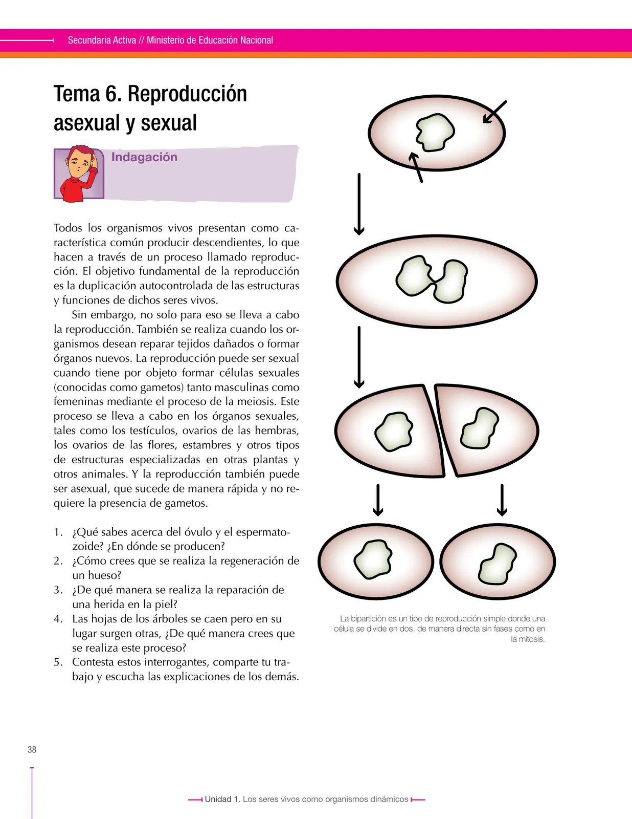 Página 38 de Ciencias Naturales 8° · Secundaria Activa