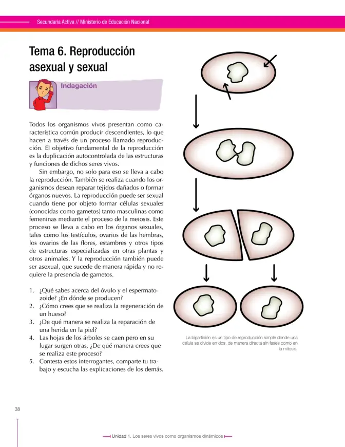 Página 38 de Ciencias Naturales 8° · Secundaria Activa