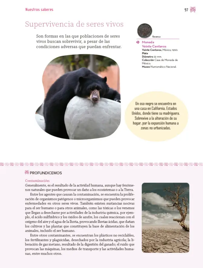 Página 98 de Nuestros saberes: Libro para alumnos, maestros y familia. Libro de Educación Primaria Grado 4° Ciclo Escolar 2025 - 2026