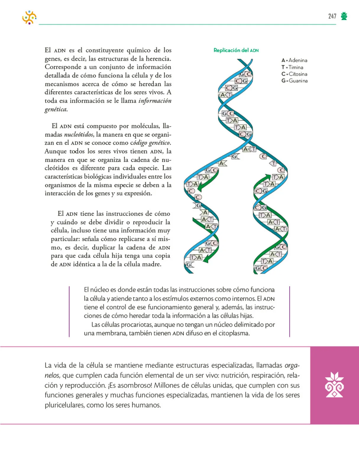 Página 248 de Colección Ximhai. Saberes y pensamiento científico. Libro de Educación Telesecundaria Grado 1° Ciclo Escolar 2025 - 2026