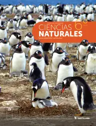 Portada de Libro de Ciencias Naturales – Quinto Básico | Texto del Estudiante MINEDUC – Descargar PDF · 2024