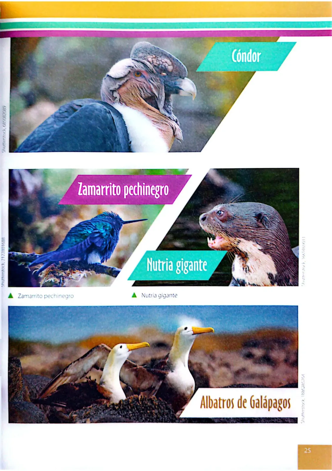 Pág 22