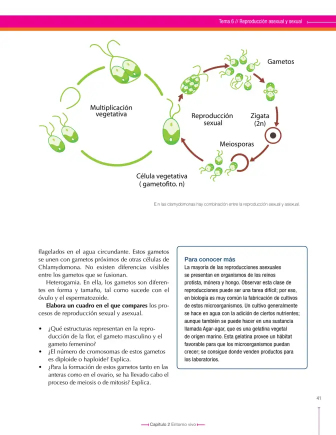 Página 41 de Ciencias Naturales 8° · Secundaria Activa