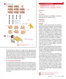 Miniatura página 37 de Sumo Primero – Primero Básico | Texto del Estudiante (MINEDUC) – Descargar PDF · 2024