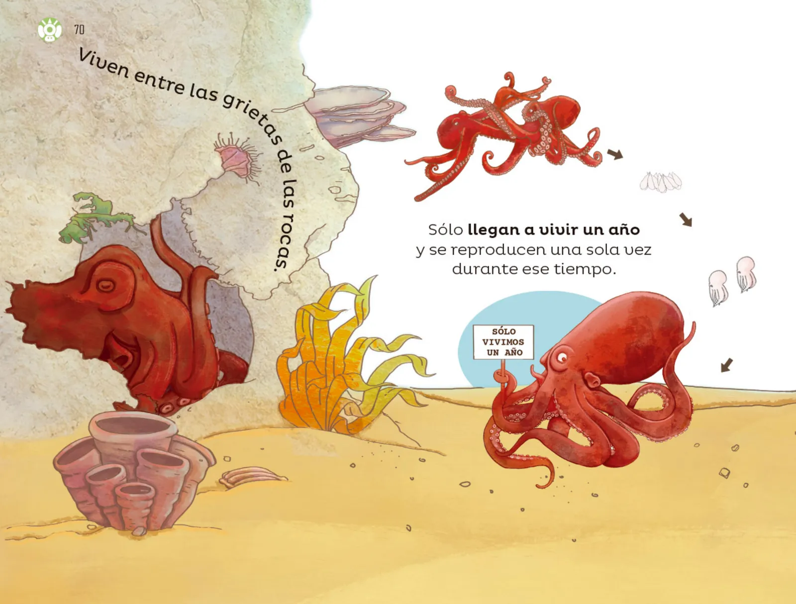 Página 71 de Múltiples lenguajes.   Libro de Educación Preescolar Grado 3°  Ciclo Escolar 2025 - 2026