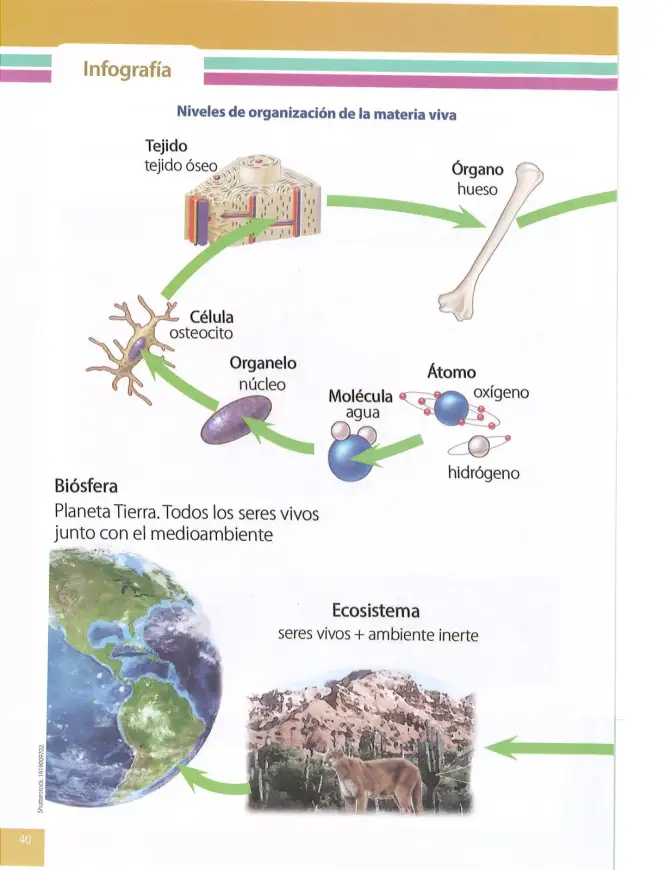 Página 39 de Ciencias Naturales 8° · Egb 8 Ciencias Naturales 2025 · 2025