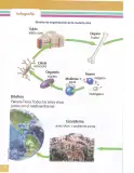 Miniatura página 39 de Ciencias Naturales 8° · Egb 8 Ciencias Naturales 2025 · 2025