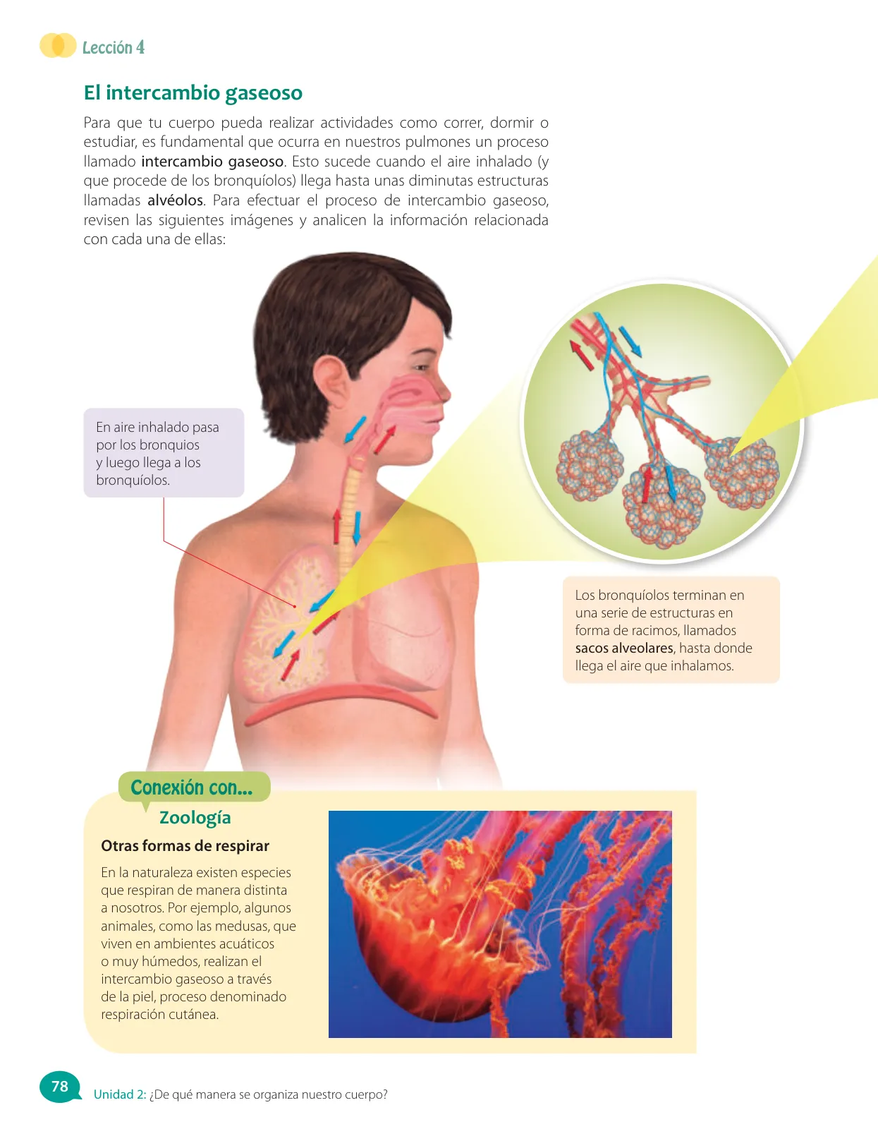 Miniatura página 156 de Libro de Ciencias Naturales – Quinto Básico | Texto del Estudiante MINEDUC – Descargar PDF · 2024
